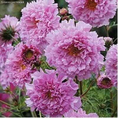Космея Махровые Роуз Бонбон фото