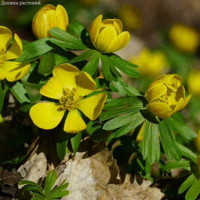 Эрантус Сицилийский Эрантус Сицилийский - Dolina-Sad.Ru
