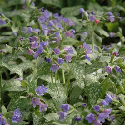 Медуница Маджести Медуница Маджести - Dolina-Sad.Ru