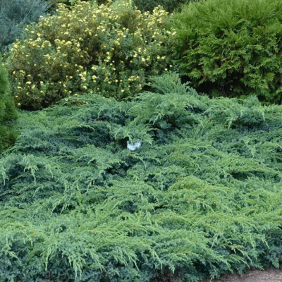 Можжевельник чешуйчатый Хуннеторп фото