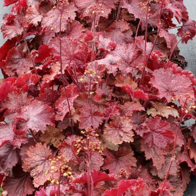 Гейхера Нозерн Икспожэ Рэд Гейхера Нозерн Икспожэ Рэд - Dolina-Sad.Ru