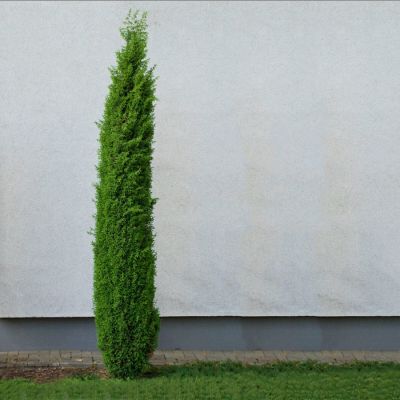 Можжевельник обыкновенный Сентинел, С3 Можжевельник обыкновенный Сентинел, С3 - Dolina-Sad.Ru