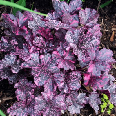 Гейхера Миднайт Роуз Селект фото