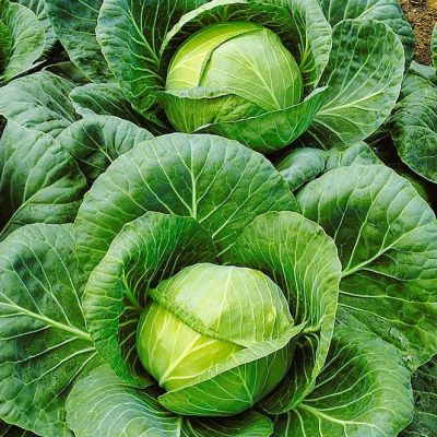 Капуста белокоч. Тобия F1 для квашения (Голландия) Капуста белокоч. Тобия F1 для квашения (Голландия) фото