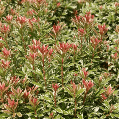 Пиерис Маленький Хит Пиерис Маленький Хит фото