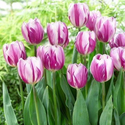 Тюльпан Пурпл Флэйм Тюльпан Пурпл Флэйм фото