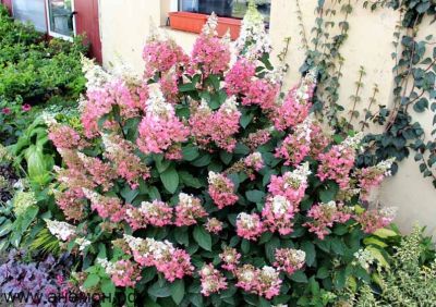 Гортензия метельчатая Пинки Винки, С5 Гортензия метельчатая Пинки Винки, С5 - Dolina-Sad.Ru