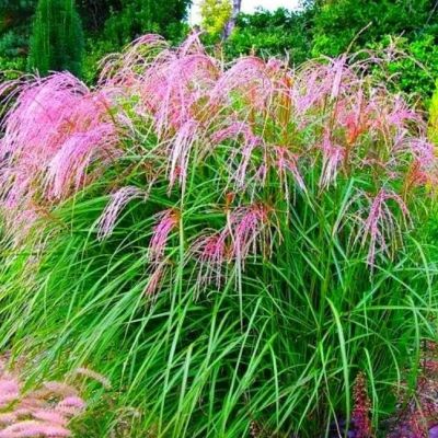 Мискантус Фламинго фото