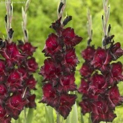 Гладиолус Блэк Сюрпрайз фото