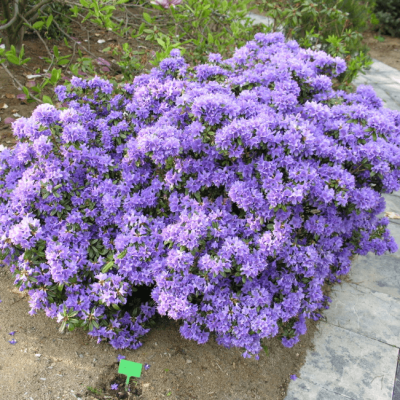 Рододендрон Гристед Рододендрон Гристед фото