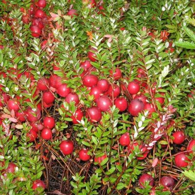 Клюква крупноплодная МакФарлин Клюква крупноплодная МакФарлин - Dolina-Sad.Ru