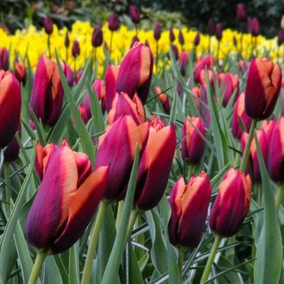 Тюльпан Мувота фото