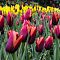 Тюльпан Мувота фото