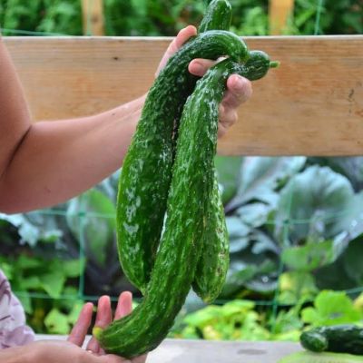 Огурец Пекинский фото