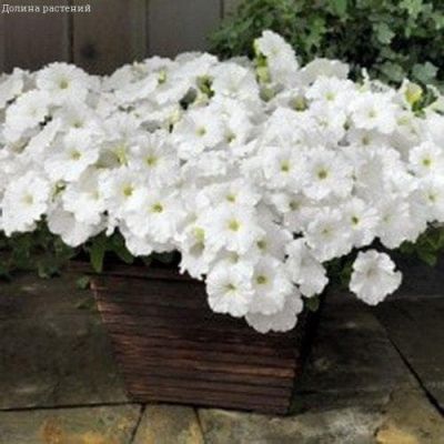 Петуния Лавина Белая F1 амп. Петуния Лавина Белая F1 амп. фото