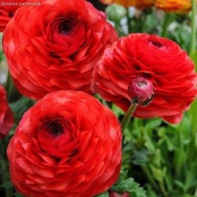 Ранункулюс Ред фото