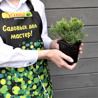 Можжевельник средний Голд Кост Можжевельник средний Голд Кост фото