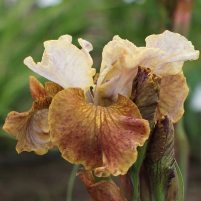 Ирис Джери Мерфи Ирис Джери Мерфи - Dolina-Sad.Ru