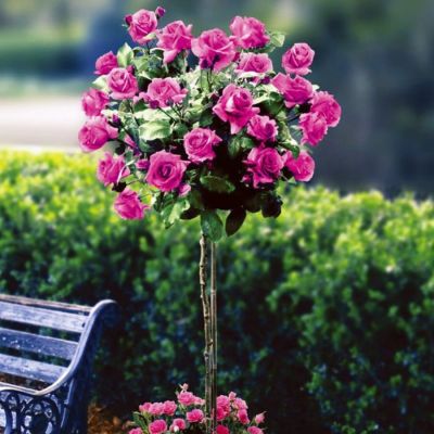 Роза штамбовая Биг Пурпул Роза штамбовая Биг Пурпул - Dolina-Sad.Ru