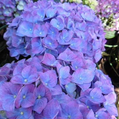 Гортензия крупнолистная Джип Блю - Dolina-Sad.Ru