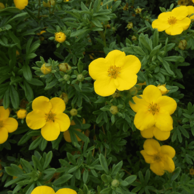 Лапчатка кустарниковая Элизабет фото