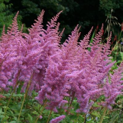 Астильба китайская Хат энд Соул - Dolina-Sad.Ru