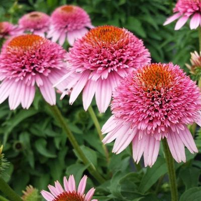 Эхинацея Баттерфляй Киссес , Эхинацея Баттерфляй Киссес , фото