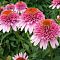 Эхинацея Баттерфляй Киссес , Эхинацея Баттерфляй Киссес , фото