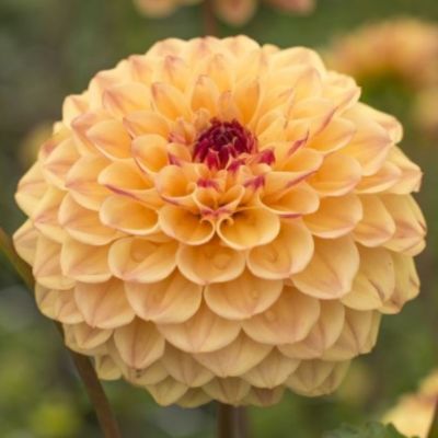 Георгина Йеллоу Джилл Георгина Йеллоу Джилл - Dolina-Sad.Ru