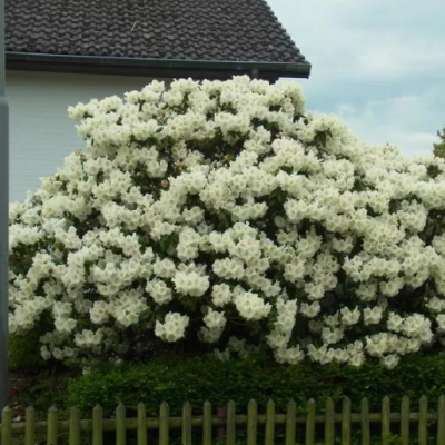 Рододендрон гибридный Гартендиректор Ригер фото