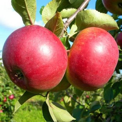 Яблоня Белорусское Сладкое/Зимняя, C3 (2 года) - Dolina-Sad.Ru
