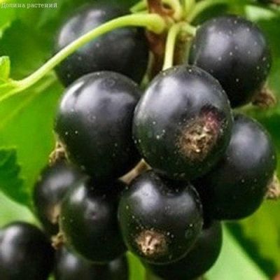 Смородина Память Вавилова, C3 (2 года) - Dolina-Sad.Ru