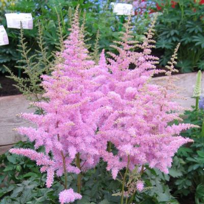 Астильба китайская Хат энд Соул - Dolina-Sad.Ru