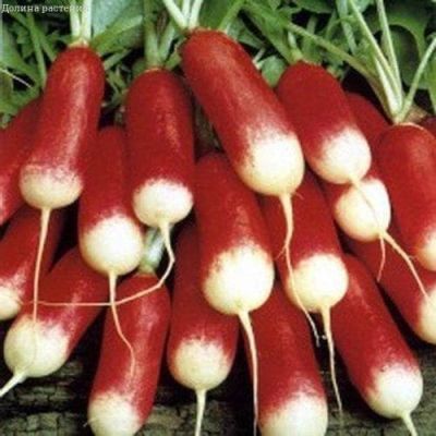 Редис 18 дней Редис 18 дней фото