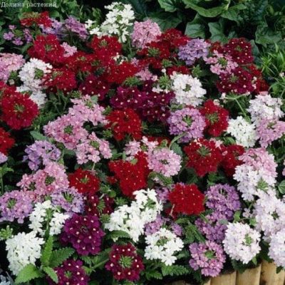 Вербена Очаровательные глазки фото