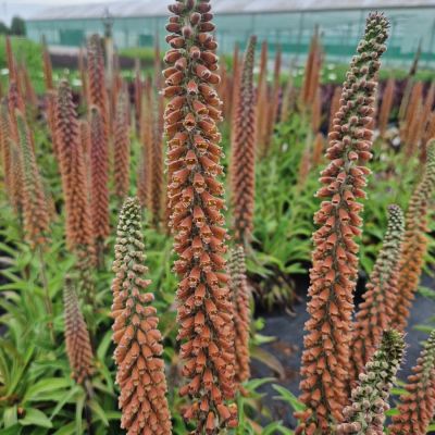 Наперстянка Милк Чоклат Наперстянка Милк Чоклат - Dolina-Sad.Ru