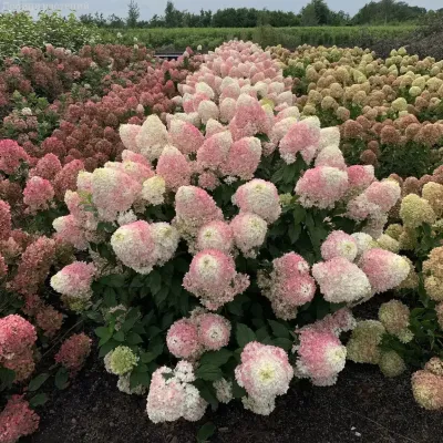 Гортензия метельчатая Пикачу, С3 - Dolina-Sad.Ru