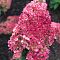 Гортензия метельчатая Стробери Блоссом, С5 - Dolina-Sad.Ru