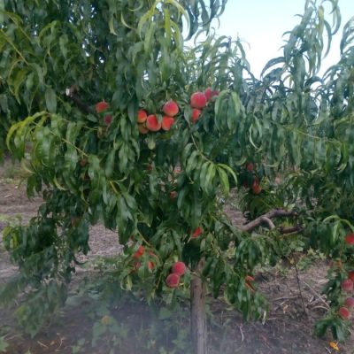 Персик Кардинал - Dolina-Sad.Ru