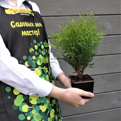 Туя западная Вудварди Туя западная Вудварди фото