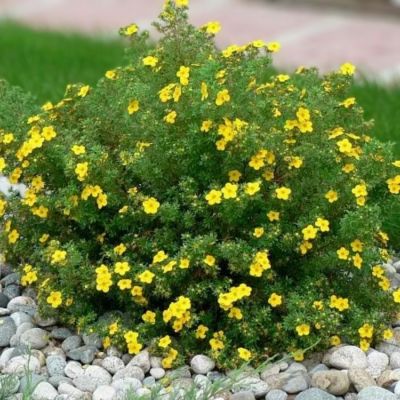 Лапчатка кустарниковая Лонгакр, С3 Лапчатка кустарниковая Лонгакр, С3 - Dolina-Sad.Ru