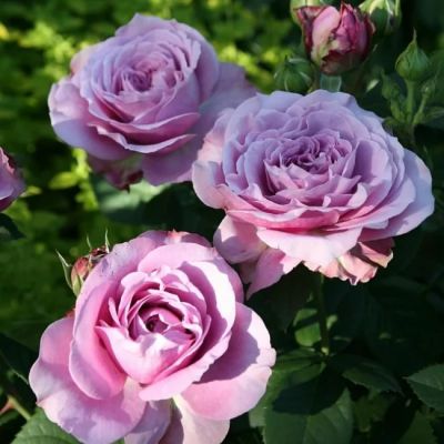 Роза Блю Мун Роза Блю Мун - Dolina-Sad.Ru