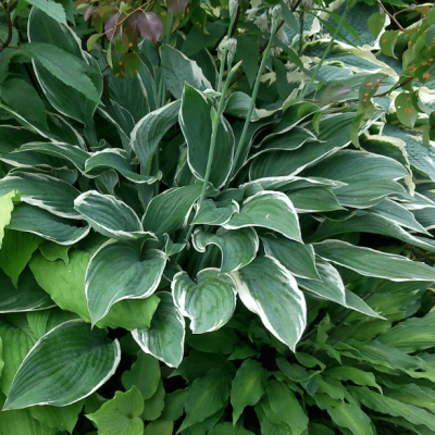 Хоста Том Шмидт Хоста Том Шмидт фото