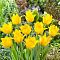 Тюльпан Криспи Мери Тюльпан Криспи Мери фото