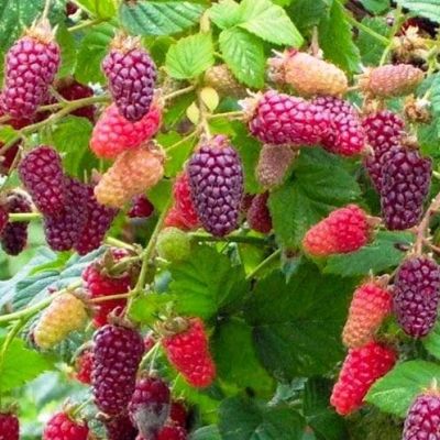 Гибрид Малина+Ежевика Тайберри Гибрид Малина+Ежевика Тайберри фото