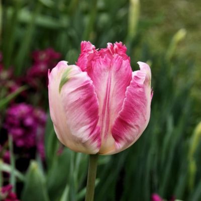 Тюльпан Либретто Пэррот Тюльпан Либретто Пэррот фото