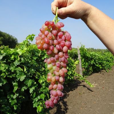 Виноград кишмиш Мечта Виноград кишмиш Мечта - Dolina-Sad.Ru