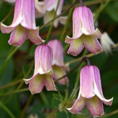 Клематис Фэй Клематис Фэй фото