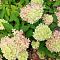 Гортензия метельчатая Би Грин, С2 - Dolina-Sad.Ru