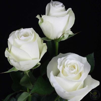 Роза Прауд - Dolina-Sad.Ru